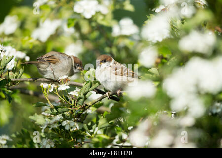 Eurasische Tree Sparrow Passer Montanus, zwei Juvenile thront gemeinsam Weißdorn, Bempton Cliffs, Yorkshire, Großbritannien im Juni. Stockfoto