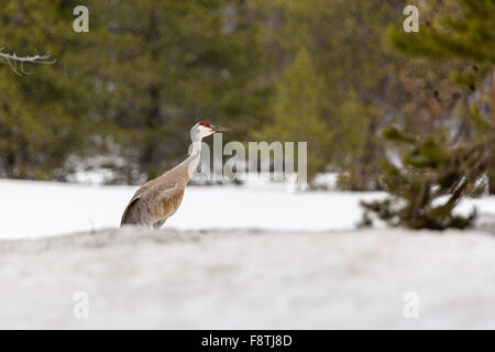 Sandhill Kran stehen im Schnee, Grand-Teton-Nationalpark, Wyoming Stockfoto