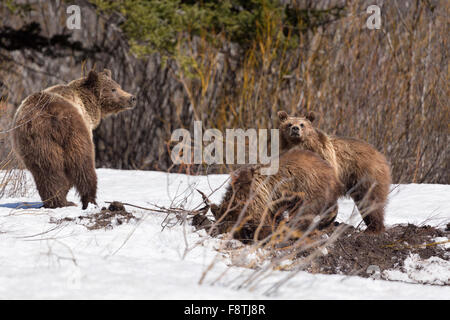 Grizzly Bear #399 des Grand Teton National Park und ihre zwei jungen auf der Suche nach Nahrung, Grand-Teton-Nationalpark, Wyoming Stockfoto