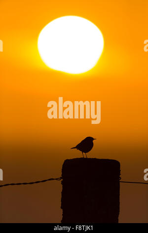 Wiese Pieper Anthus Pratensis, Erwachsene, gehockt Zaunpfosten gegen orange Sunrise, Bempton Cliffs, Yorkshire, Großbritannien im Juni. Stockfoto