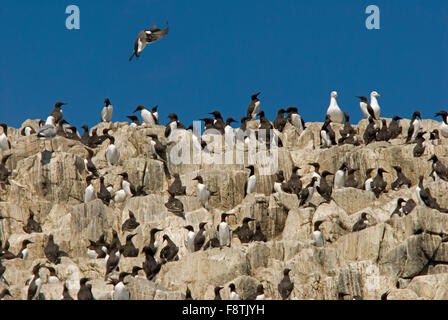 Kolonie von Trottellummen auf einer Felswand in der Brutzeit auf den Farne Islands Northumberland Stockfoto