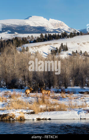 Zwei Stier Elch Anhalten von Weiden entlang der Gros Ventre River unterhalb der schlafen Inder in Jackson Hole, Wyoming. Stockfoto