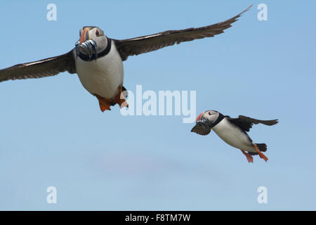 Papageientaucher im Flug wieder in das Nest mit Sandaal auf den Farne Islands Stockfoto