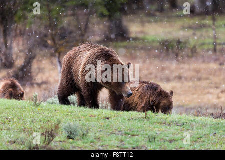 Grizzly Bear #399 des Grand Teton National Park Beweidung mit ihren jungen, Grand-Teton-Nationalpark, Wyoming Stockfoto