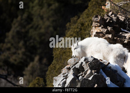 Eine Bergziege steht über einer Klippe in den Bridger-Teton National Forest in Wyoming. Stockfoto