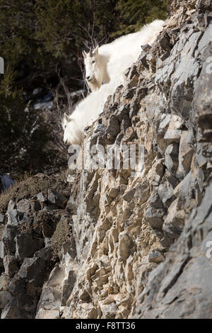 Ein Kindermädchen Bergziege steht über eine Klippe mit ihrem Kind im Bridger-Teton National Forest in Wyoming. Stockfoto