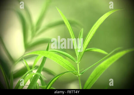 Makrofotografie von gelb-grünen Wald Pflanze auf grünem Hintergrund mit Schatten Stockfoto