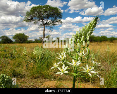 Große weiße Blume mit einer Savannenlandschaft mit Camel Thorn Akazie (Vachellia Erioloba) auf einem Hintergrund in zentral-Namibia, Stockfoto