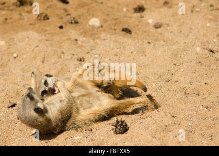 fröhlich und schön Surikata gehen über das eigene Geschäft im sand Stockfoto