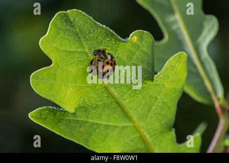 Harlekin-Marienkäfer / multicolored Asian Lady beetle (Harmonia Axyridis) frisch aus der Puppe Stockfoto