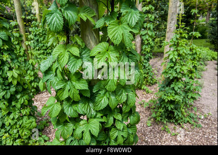 Gemeinsamen Hopfen (Humulus Lupulus) hen / Reben wachsen nach oben entlang Drähte Stockfoto