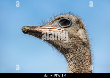Gemeinsamen Strauß (Struthio Camelus) Nahaufnahme des Kopfes gegen blauen Himmel Stockfoto