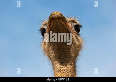 Gemeinsamen Strauß (Struthio Camelus) Nahaufnahme des Kopfes gegen blauen Himmel Stockfoto