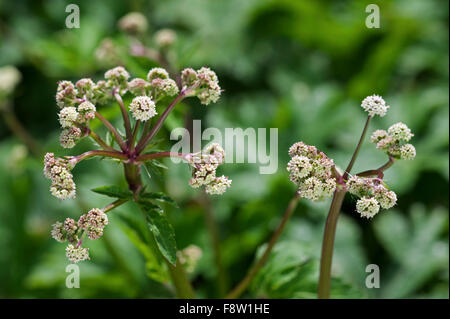 Holz Waldsanikel (Sanicula Europaea) in Blüte Stockfoto