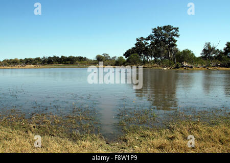 Nilpferd Teich im Moremi Game Reserve, Botswana Stockfoto