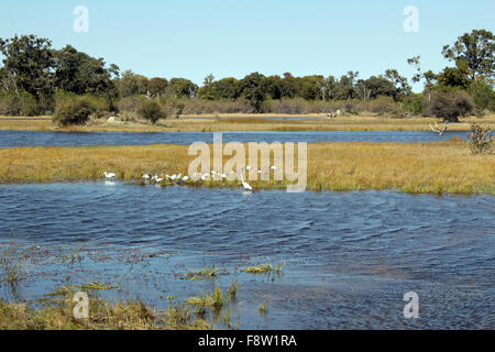 Ansicht des Moremi Game Reserve, Botswana Stockfoto