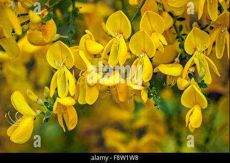 Gemeinsamen Besen / Scotch Broom / Scot's Besen / englische Ginster (Cytisus Scoparius / Sarothamnus Scoparius) in Blüte Stockfoto