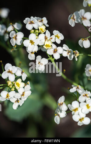 Seekohl / Seakale / Krambe (Crambe Maritima) Großaufnahme von weißen Blumen Stockfoto