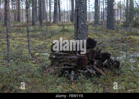 faule Protokolle des Holzes im herbstlichen Wald Stockfoto
