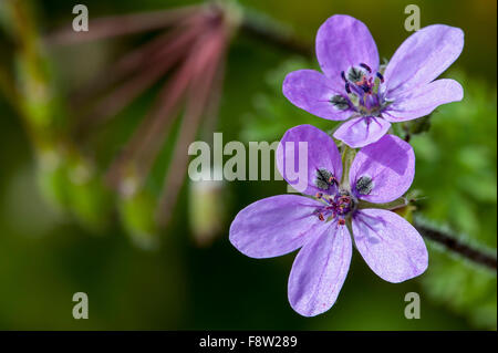 Redstem Filaree / Storksbill / gemeinsame Stork es-Rechnung (Erodium Cicutarium) in Blüte Stockfoto