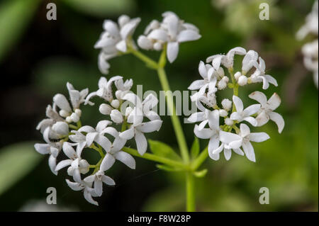 Waldmeister / wilde Schleierkraut / master des Waldes (Galium Odoratum / Asperula Odorata) in Blüte Stockfoto