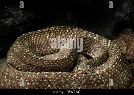 Uracoan-Klapperschlange (Crotalus Durissus Vegrandis / Crotalus Vegrandis), in Venezuela in Südamerika heimisch giftig Pitviper Stockfoto