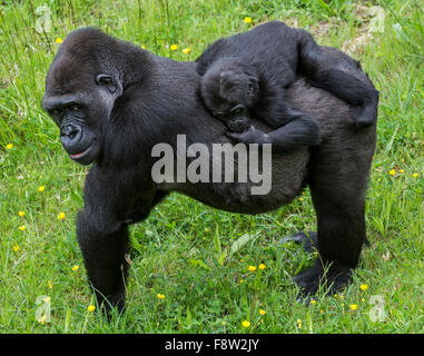 Westlicher Flachlandgorilla (Gorilla Gorilla Gorilla) Baby auf Mutters Rücken reiten Stockfoto