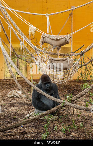 Westlicher Flachlandgorilla (Gorilla Gorilla Gorilla) Silberrücken Männchen sitzen in der Innenanlage in Cabarceno Park, Spanien Stockfoto