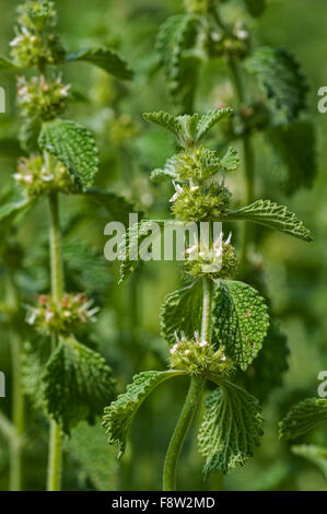 Weißer Andorn / gemeinsame Andorn (Marrubium Vulgare) in Blüte, heimisch in Europa, Nordafrika und Asien Stockfoto