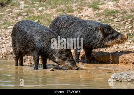 Zwei Weißlippen-Pekari (Tayassu Pecari) Trinkwasser, ursprünglich aus Mittel- und Südamerika Stockfoto