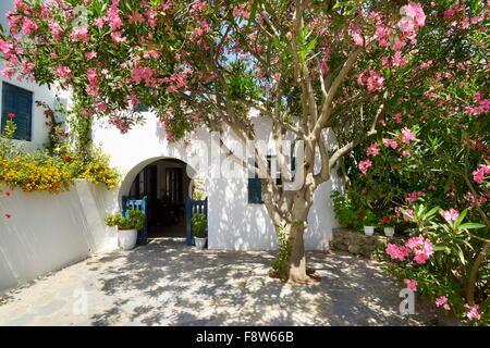 Blühende Blumen in Mykonos-Stadt, Chora - Insel Mykonos, Griechenland Stockfoto