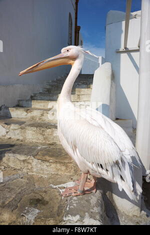 Mykonos - Kykladen, Griechenland, Pelikan Petros Stockfoto