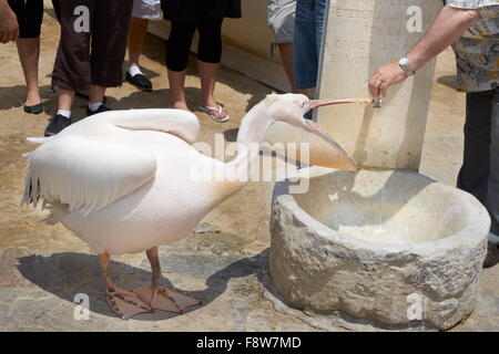 Mykonos - Kykladen, Griechenland, Pelikan Petros Stockfoto