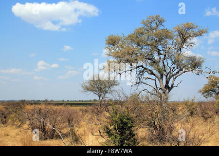 Susuwe National Park. Caprivi Strip, Namibia Stockfoto