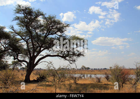 Susuwe National Park. Caprivi Strip, Namibia Stockfoto