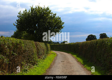 Hohe Hecke Linien und Bäume scharfe Ecken und Kanten absetzen nie zu wissen, was um die Ecke, Schatten niedrig hell oder hell. Stockfoto