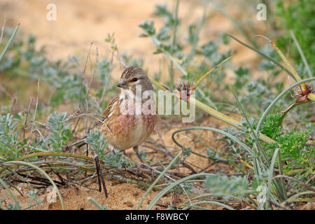 Männliche gemeinsame Hänfling auf Sanddünen in Portugal im winter Stockfoto