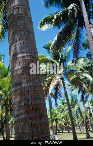 Fidschi-Inseln, Wakaya Island, Wakaya Club, par 3 Golfplatz in alte Kopra-Plantagen Stockfoto