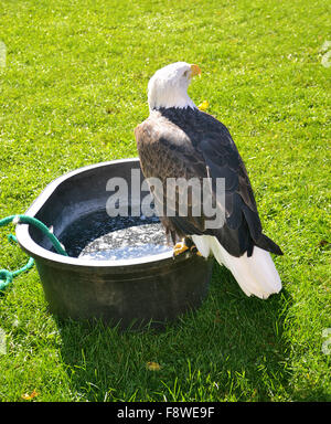 Eine schöne junge Weißkopfseeadler sitzt auf einem Wassertopf auf einem grünen Rasen. Stockfoto
