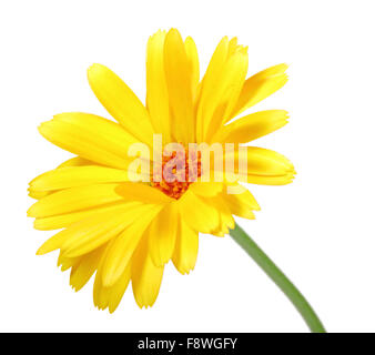 Eine orangefarbene Blume von calendula Stockfoto