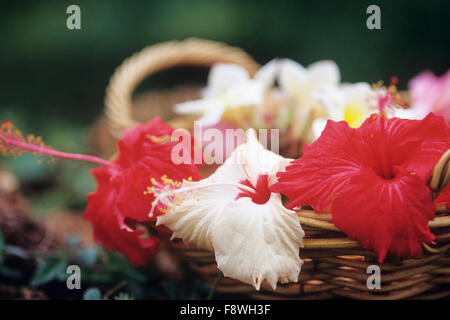 Fidschi-Inseln, Botanischer, Hibiskusblüte, Nahaufnahme von frisch gepflückten Hibiskus in Korb. Stockfoto