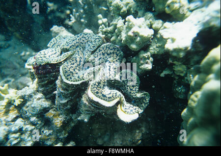 Vanua Levu, Fidschi Inseln, Nukubati Island Resort, Riesenmuschel Tridacna squamosa Stockfoto