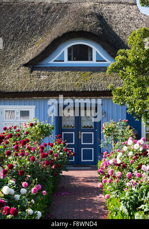 Reetgedeckten Haus, geboren Auf Darß, Fischland-Darß-Zingst, Mecklenburg-Western Pomerania, Deutschland Stockfoto