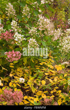 Glatte Hortensie oder Wild Hortensie (Hydrangea Arborescens), rosa und weißen Blüten im Herbst, Rawdon Falls Park, Lanaudiere Stockfoto