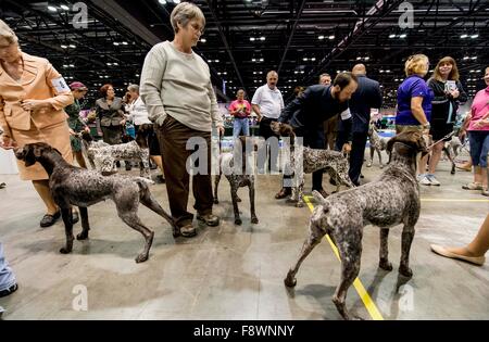 Orlando, Florida, USA. 11. Dezember 2015. Deutsch Kurzhaar-Pointer und ihre Handler warten, um den Wettbewerb Ring AKC/Eukenuba Championships 2015 zu betreten. Mit mehr als 6.100 Einträgen handelt es sich um die größte Hundeausstellung in den Vereinigten Staaten in den letzten 20 Jahren statt. Bildnachweis: Brian Cahn/ZUMA Draht/Alamy Live-Nachrichten Stockfoto