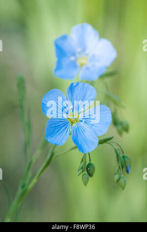 Wild blue Flachs, Linum usitatissimum Stockfoto