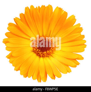 Eine orangefarbene Blume von calendula Stockfoto