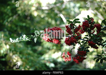 Herbst-Beeren Stockfoto