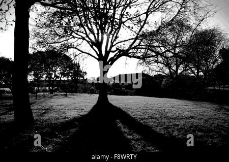 Schwarz / weiß Bild eines Baumes im fürstlichen Park, Eastbourne Stockfoto