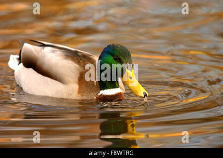 Männliche Stockente auf dem Wasser UK Stockfoto